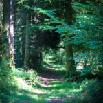 Bois du Thouraud, Maisonnisses (Creuse)