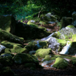 Bois du Thouraud, Maisonnisses (Creuse)